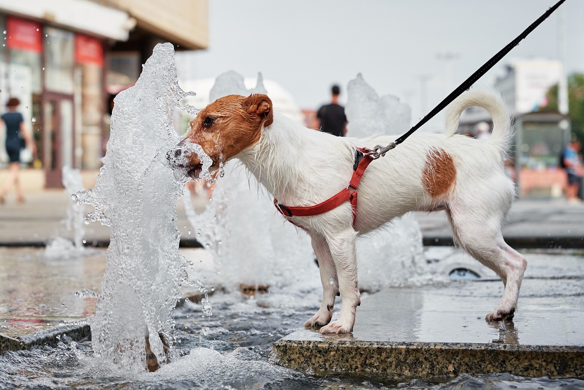 12 cuidados com o seu cachorro no verão