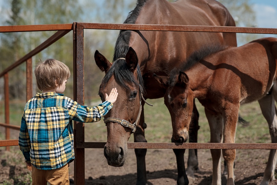 O que é equoterapia?