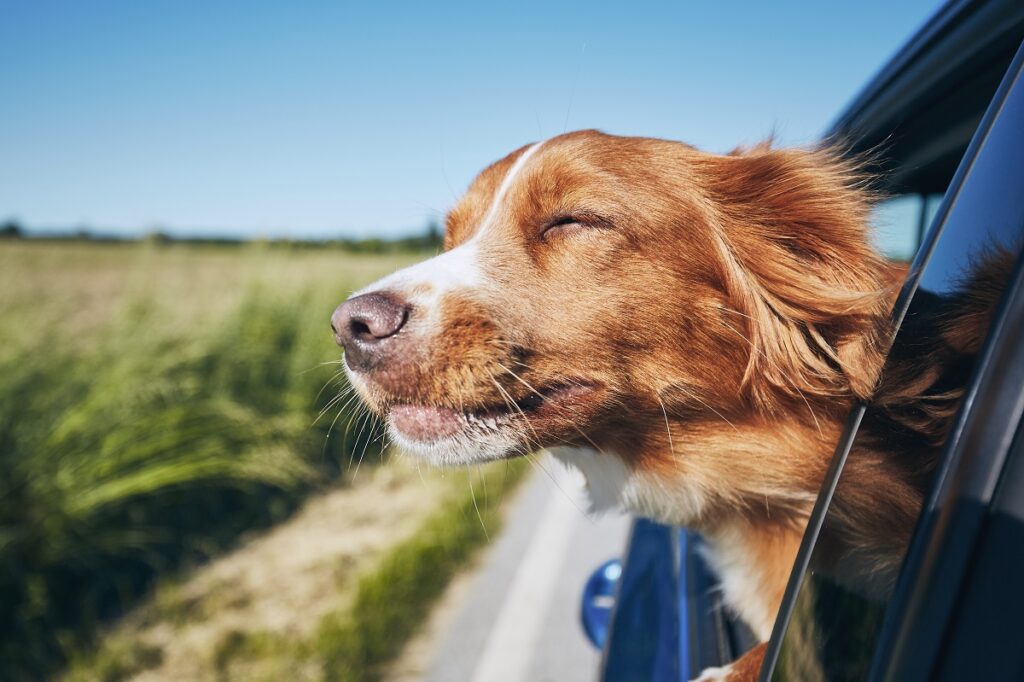 Dicas para viajar com o pet nas férias