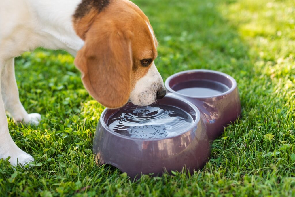 Saiba como manter a hidratação do seu pet no verão