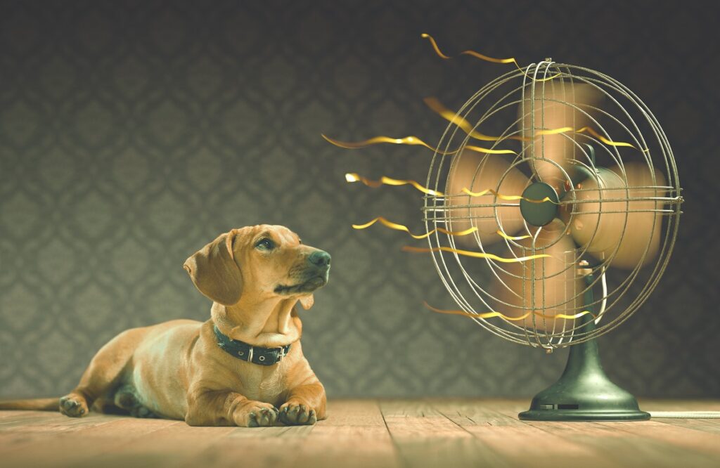 Temperatura ideal para cachorro