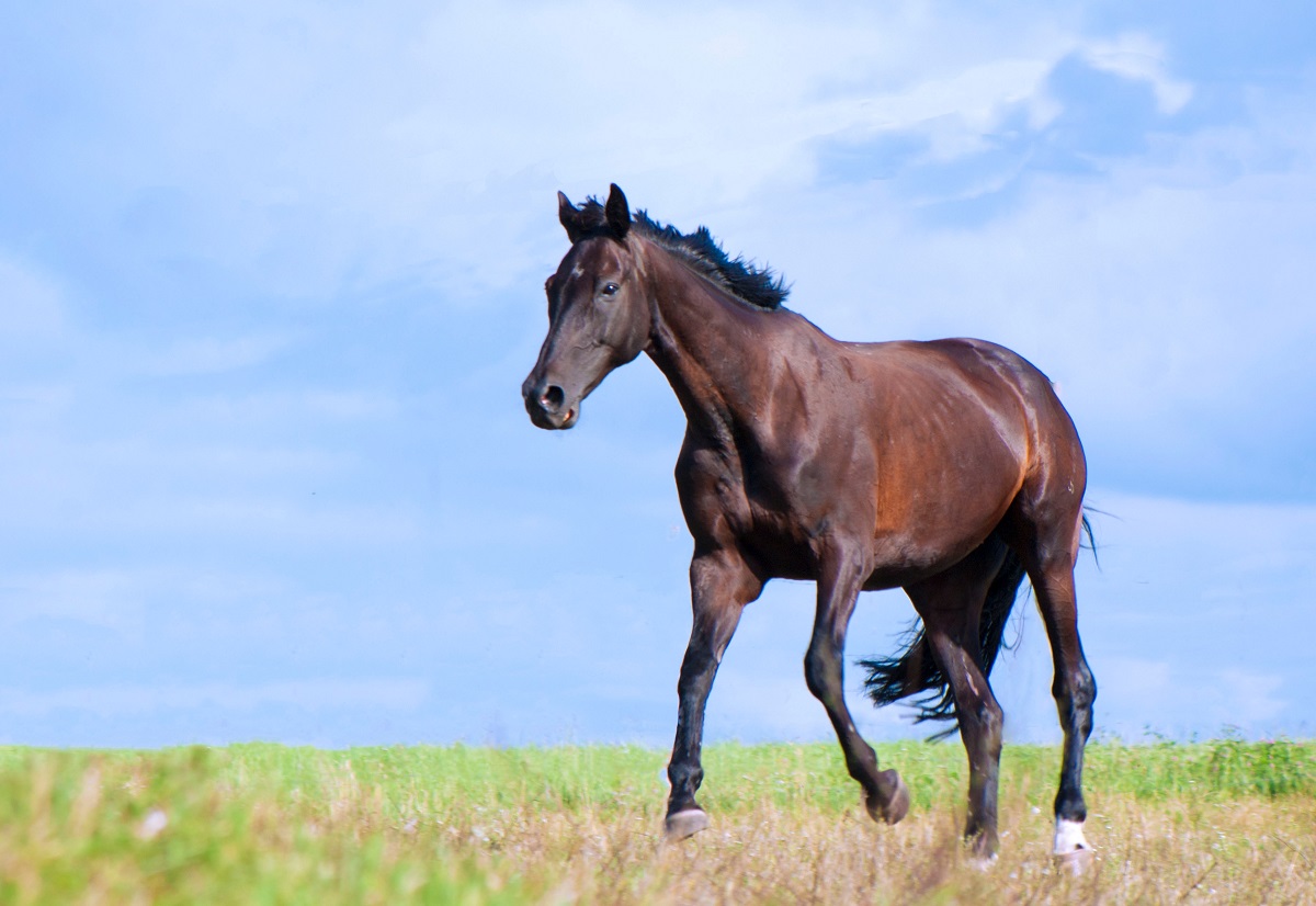 Altas temperaturas e a bicheira: qual a relação? 
