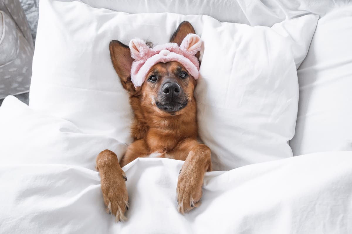 O que é suíte canina e qual é a sua importância?