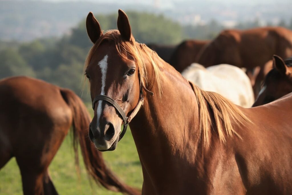 Saiba o que é necessário para ter um cavalo como animal de