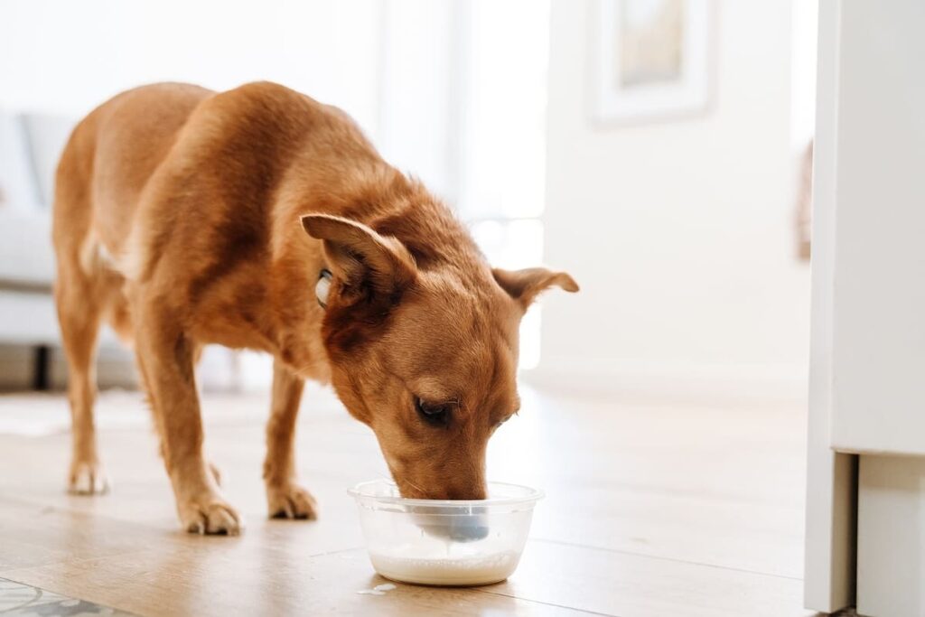 cachorro tomando leite no pote