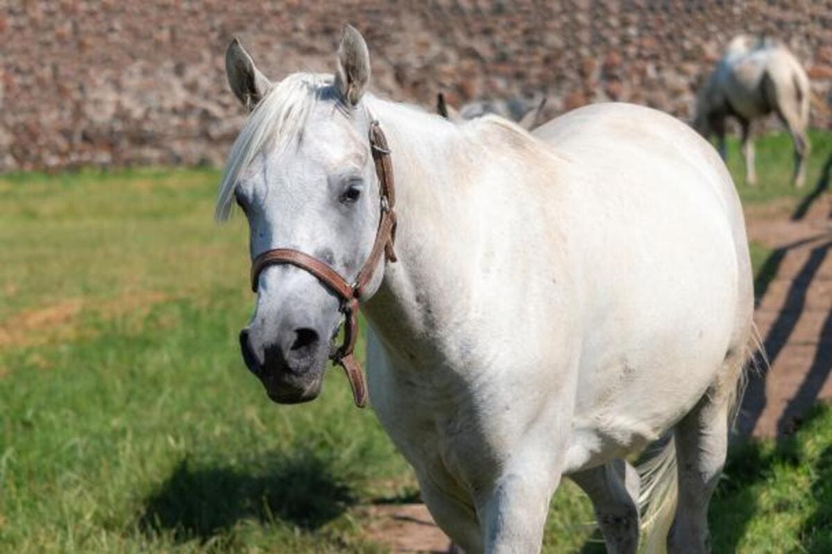 Foto de Cavalo De Corrida Vermelho Frente e mais fotos de stock de