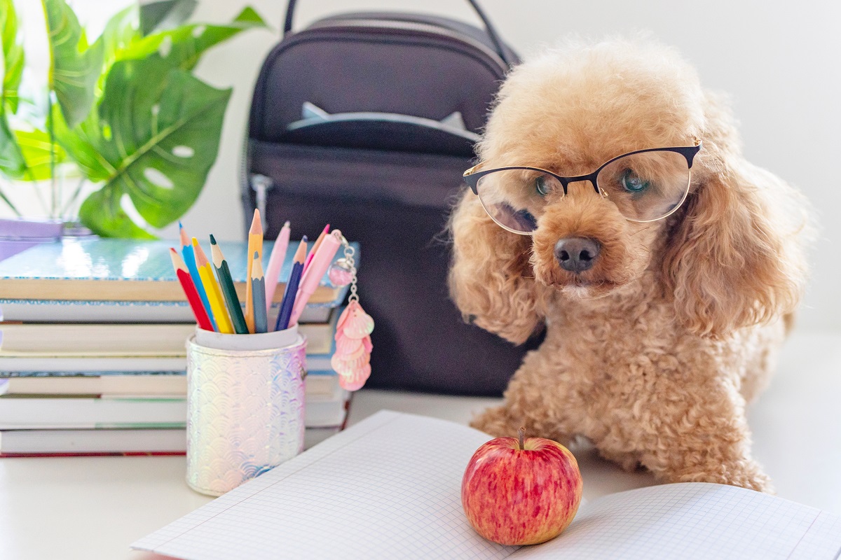 Creche para pets: como preparar o seu bichinho para esse momento