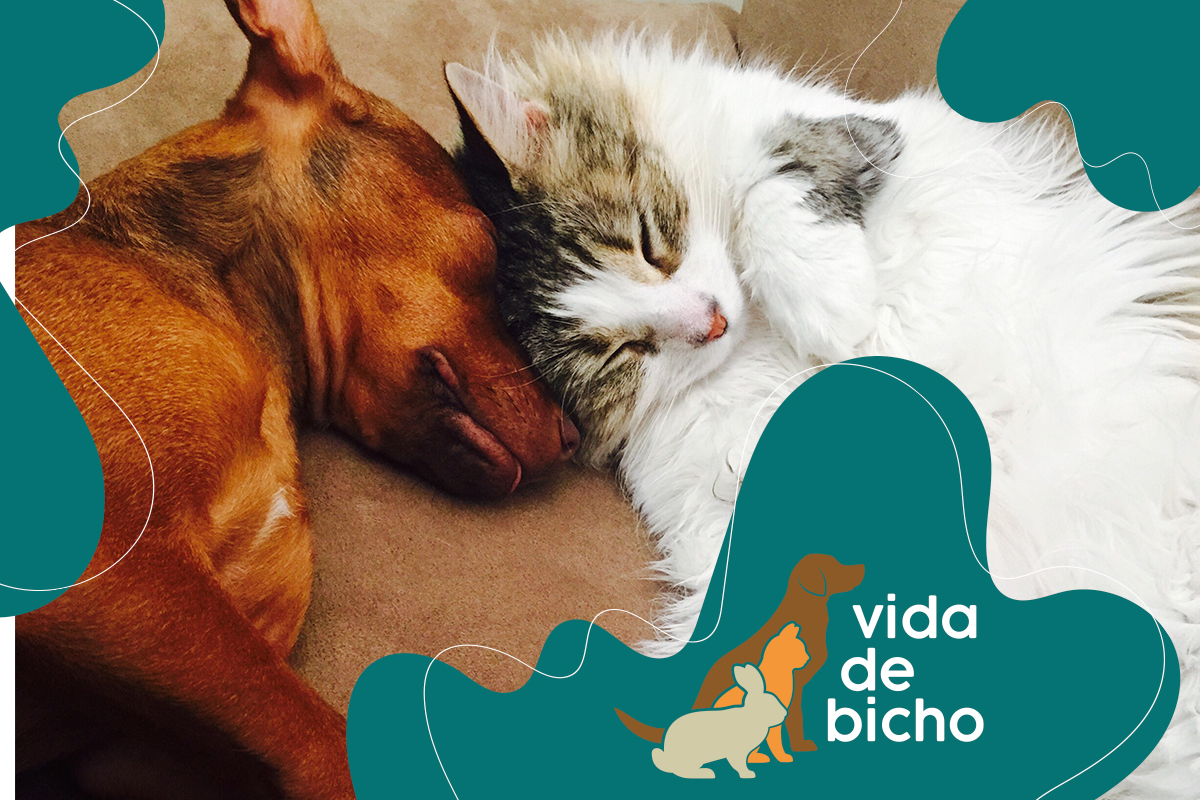 As melhores informações para o seu pet estão no Vida de Bicho