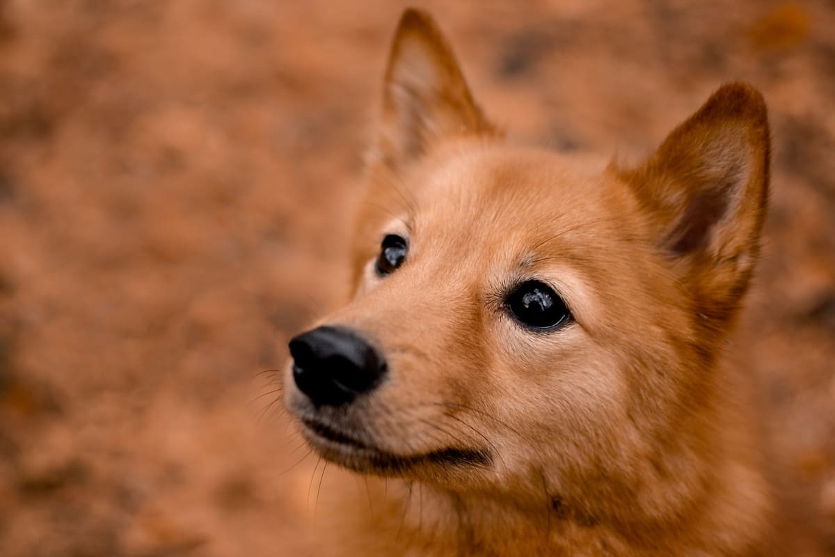 Abril Laranja, mês da prevenção contra a crueldade animal