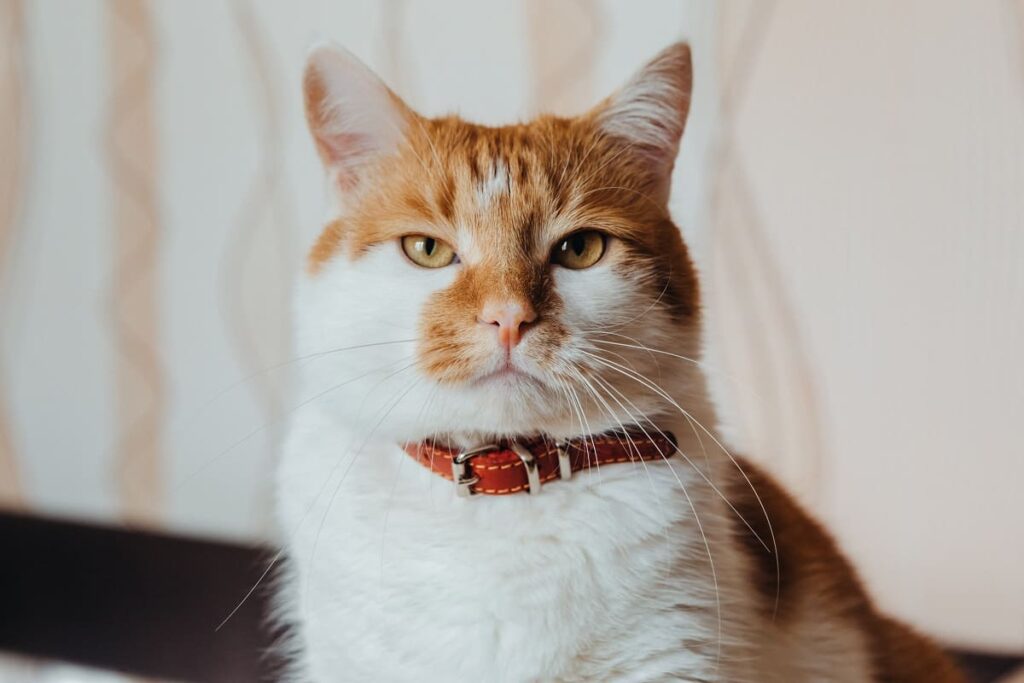 bigode de gato