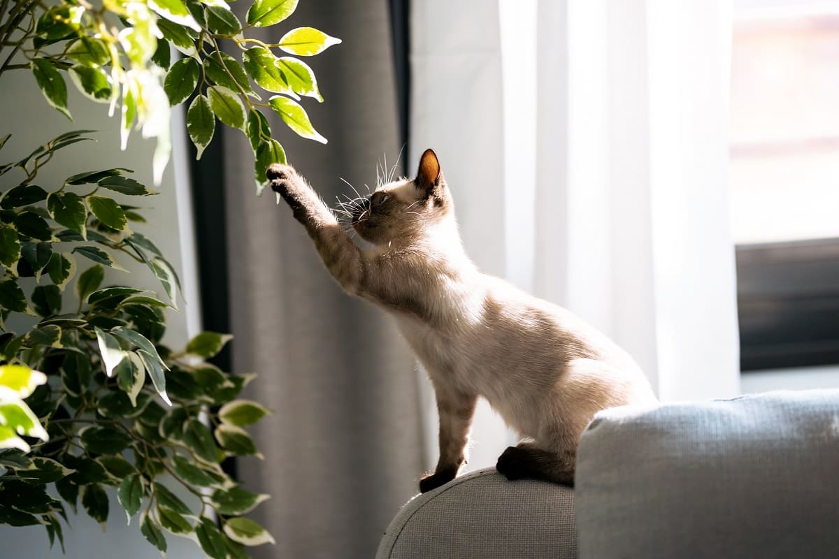 Plantas pet friendly: quais espécies posso e não posso ter em casa?