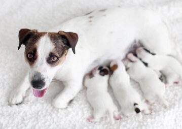 pet tem puerpério, cadela com filhotes cuidados no pos-parto