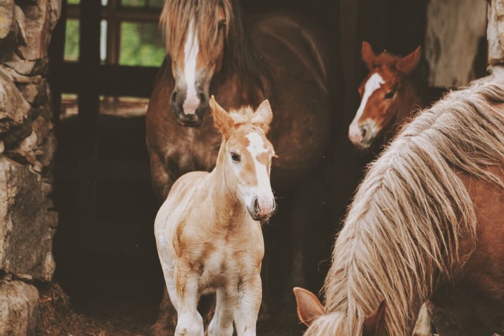 reprodução equina