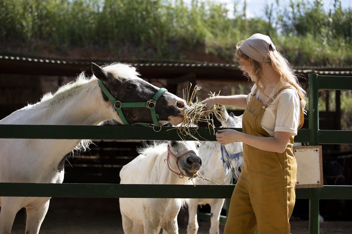 Minerais: entenda a importância para a nutrição dos cavalos