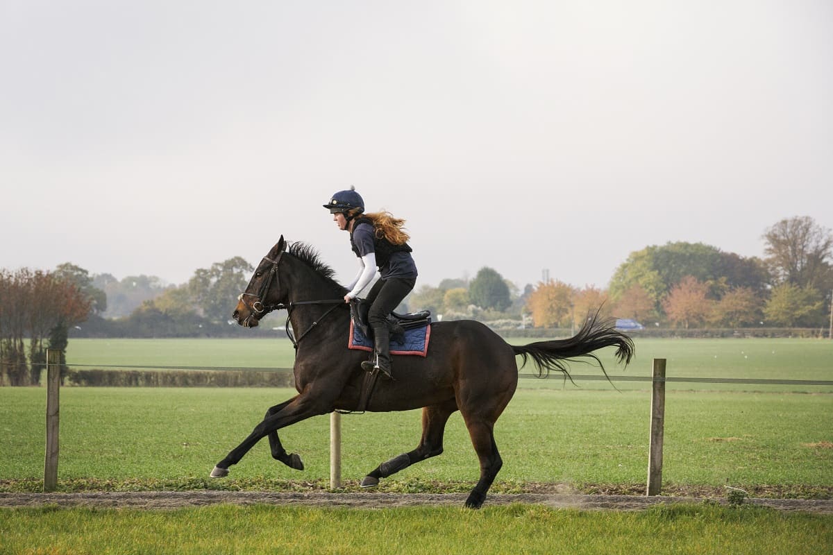 A importância da proteína ideal para o desempenho de cavalos atletas