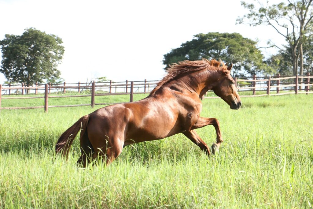 vitaminas para cavalo