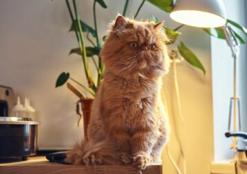 características do gato persa