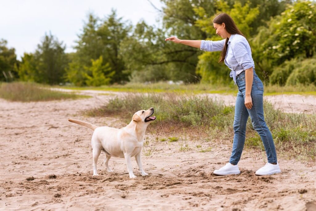 dicas adestramento cães