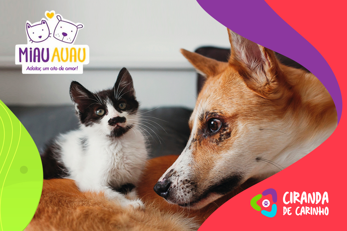 ANJOS DA CIRANDA: conheça de perto o trabalho do Grupo Miau AuAu