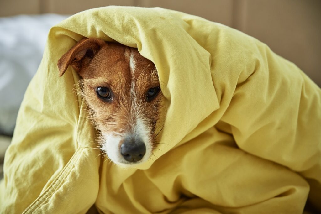 como cuidar dos pets no inverno