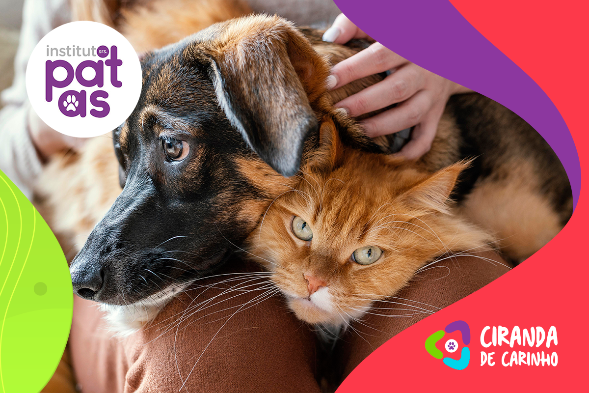ANJOS DA CIRANDA – conheça de perto o trabalho do Instituto Senhores Patas