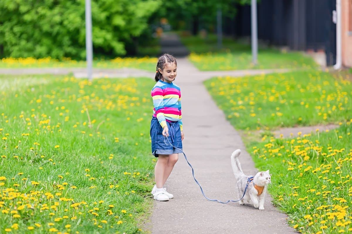 Dicas para levar o gato para passear