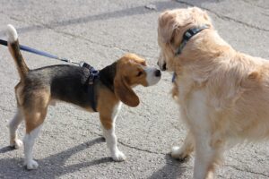 como socializar o cachorro