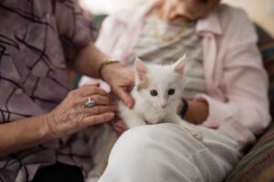 animais de companhia