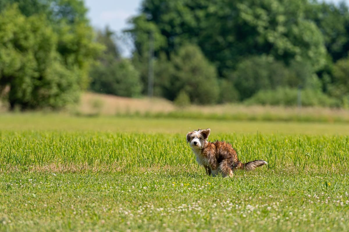 Constipação em cães: saiba como tratar