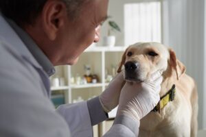 leishmaniose visceral em cães