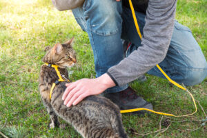 passear com gato