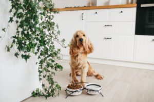 cachorro com seu potinho de ração