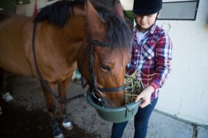 alimentação de cavalos atletas