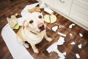 cão destruiu móveis