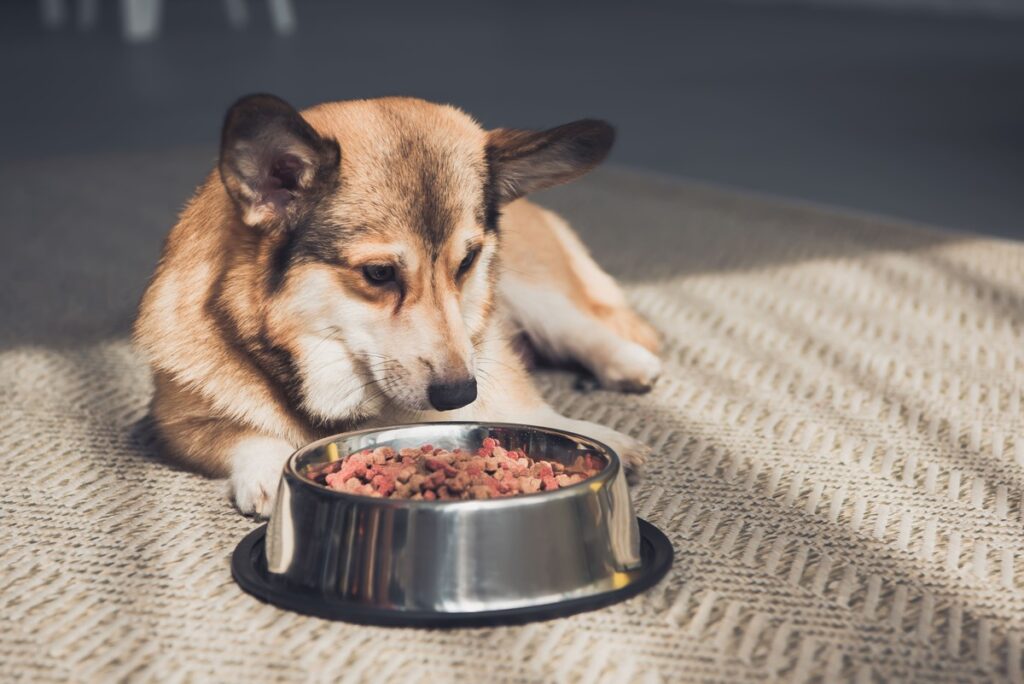 o que fazer quando o cachorro não quer comer