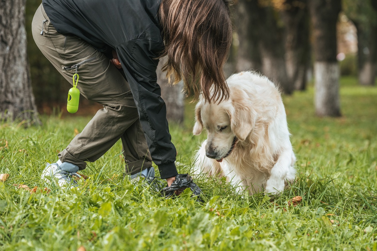 Coprofagia canina: 3 motivos que levam seu pet a comer cocô