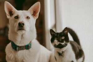 castração cachorro e gato