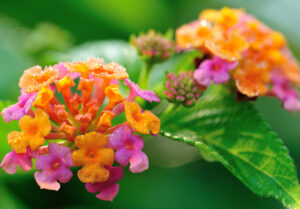 Lantana Camara