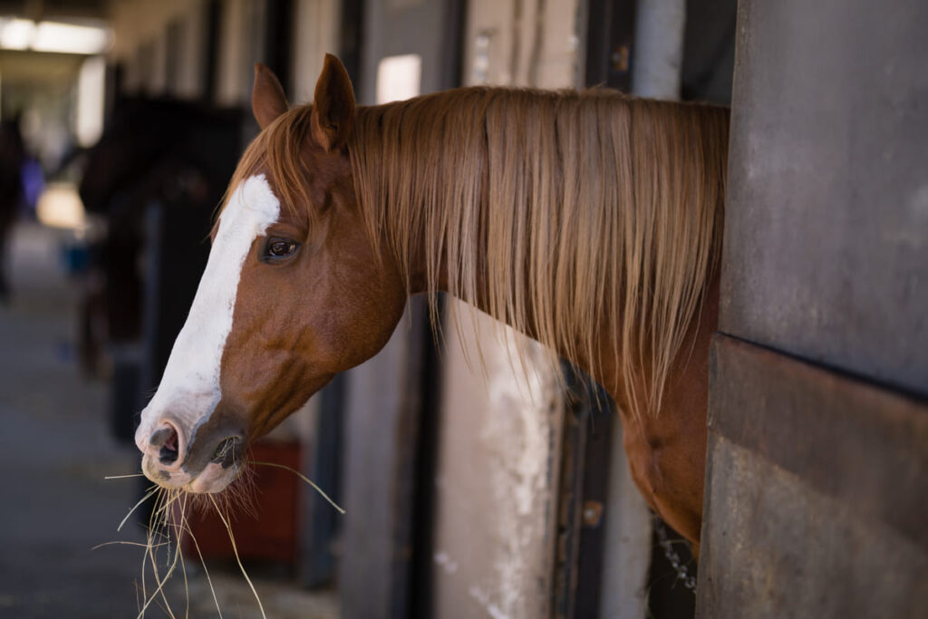 pelagem de cavalo