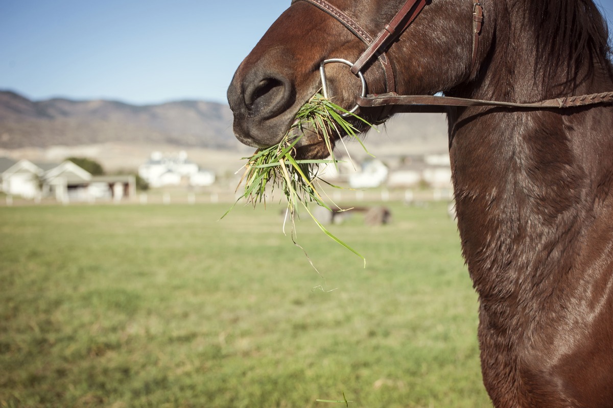 Você sabia que existem plantas que são tóxicas para os cavalos?