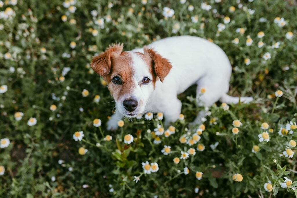 pet primavera