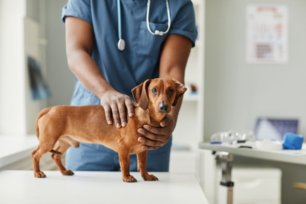 castração cachorro