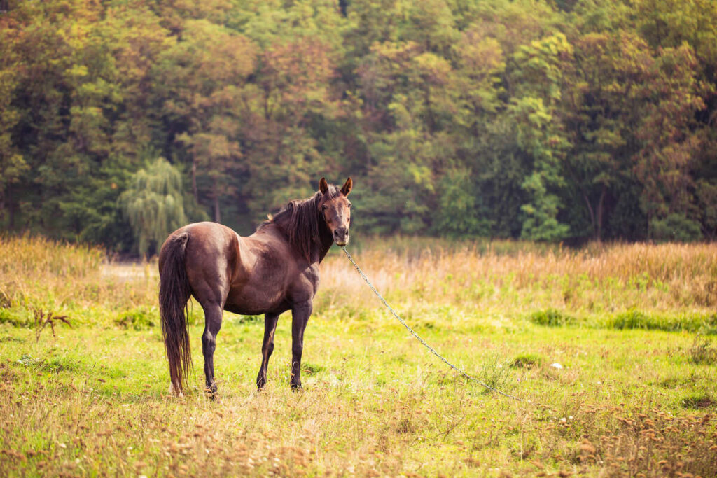 coco de cavalo