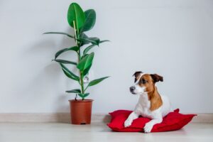 Cuidado com as plantas tóxicas para pets