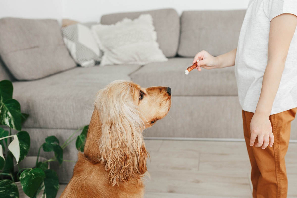 Petisco para treinar cachorro: quando dar?