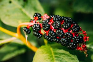 Phytolacca americana