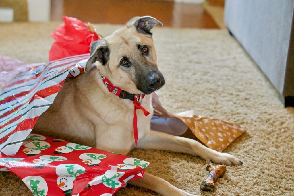 cachorro de presente