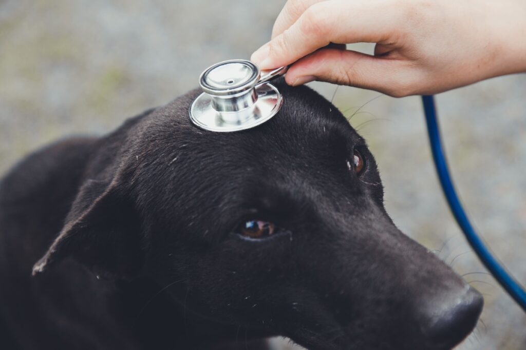 sintomas de intoxicação em cachorro