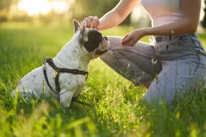 petisco para treinar cachorro