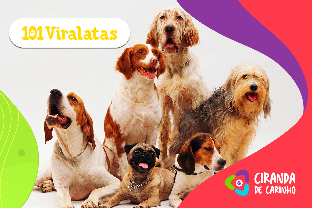 ANJOS DA CIRANDA: conheça de perto o trabalho do 101 Viralatas